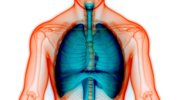 Alveoli Anatomisi Ile Nsan Solunum Sistemi Ciğerleri Boyut — Stok fotoğraf