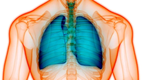 Sistema Respiratorio Umano Polmoni Con Anatomia Alveoli — Foto Stock