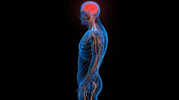 Organe Central Anatomie Cérébrale Système Nerveux Humain — Photo