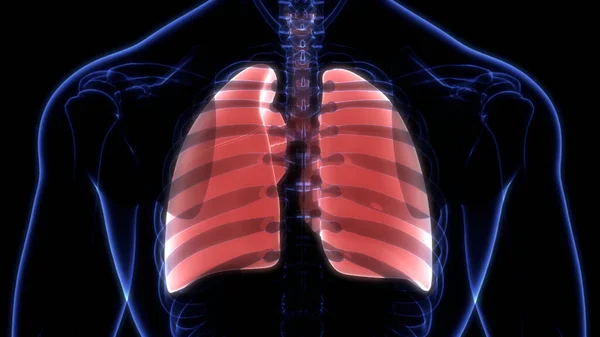 Pulmones Del Sistema Respiratorio Humano Con Anatomía Alveoli —  Fotos de Stock