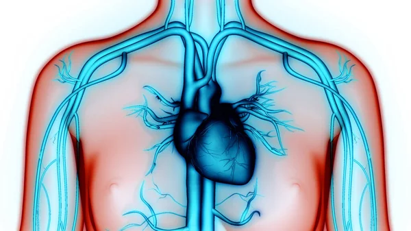 Ludzki Układ Krążenia Anatomia Serca — Zdjęcie stockowe