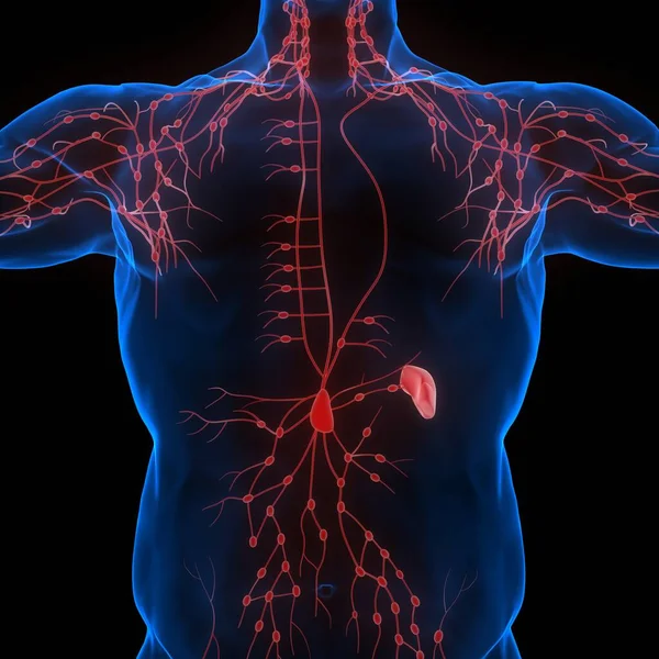 Human Internal system Lymph Nodes Anatomy. 3D