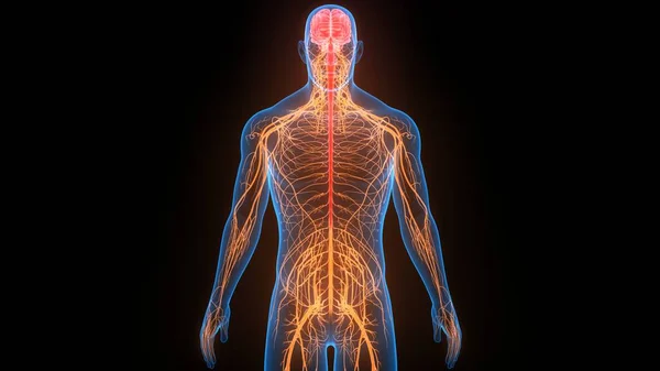 İnsan Sinir Sistemi Beyin Anatomisi Merkezi Organı. Üç Boyut