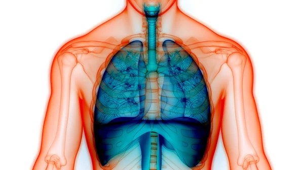 Pulmones Del Sistema Respiratorio Humano Con Anatomía Alveoli —  Fotos de Stock