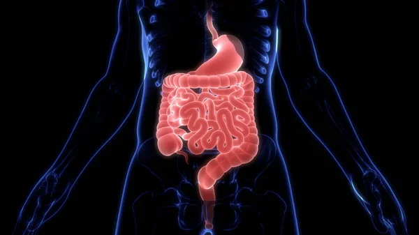 İnsan Sindirim Sistemi Anatomisi. Üç Boyut