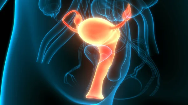 女性生殖系统与神经系统和泌尿系统膀胱解剖 — 图库照片