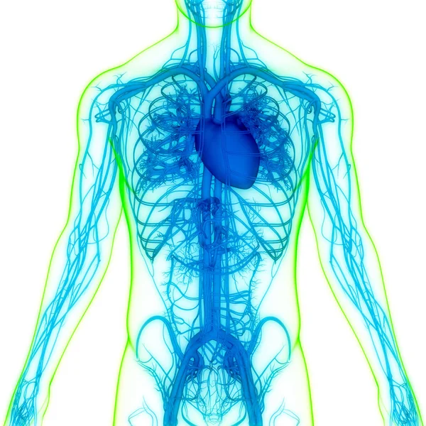 Anatomia Cardiaca Del Sistema Circolatorio Umano — Foto Stock