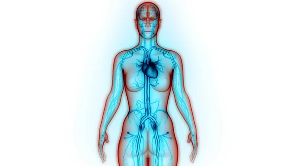 Anatomie Srdce Lidského Oběhového Systému — Stock fotografie