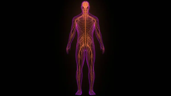 Órgano Central Del Sistema Nervioso Humano Anatomía Cerebral — Foto de Stock