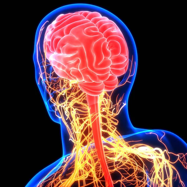 Anatomia Mózgu Człowieka — Zdjęcie stockowe