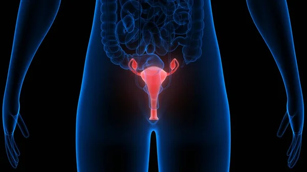 Vrouwelijk Voortplantingssysteem Met Zenuwstelsel Urineblaas Anatomie — Stockfoto