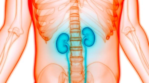 神経系および尿膀胱の解剖学的構造を有する生殖器系 — ストック写真