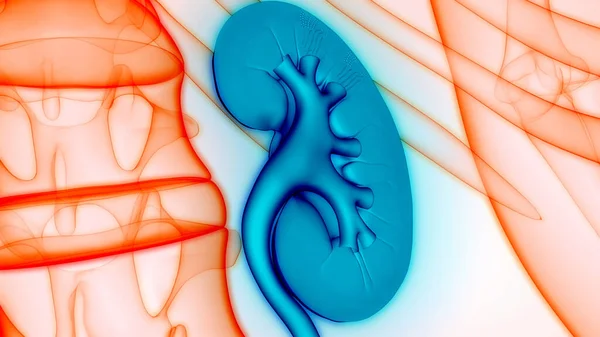 Female Reproductive System with Nervous System and Urinary Bladder Anatomy. 3D