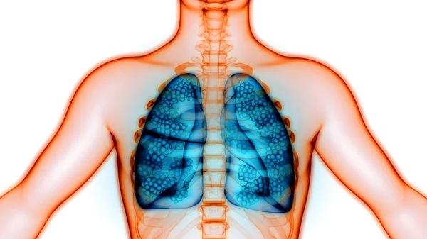 Alveoli Anatomisi Ile Nsan Solunum Sistemi Ciğerleri Boyut — Stok fotoğraf