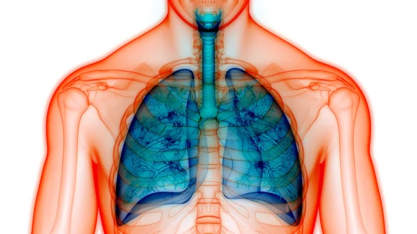 Sistema Respiratorio Umano Polmoni Con Anatomia Alveoli — Foto Stock