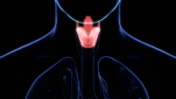 Human Respiratory System Larynx and Pharynx Anatomy. 3D