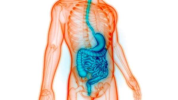 Estómago Del Sistema Digestivo Humano Con Anatomía Del Intestino Delgado — Foto de Stock