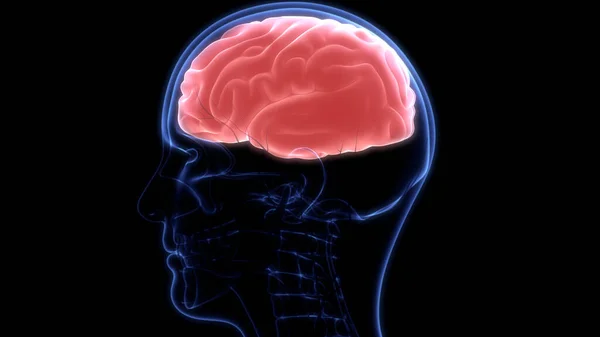 Anatomia Mózgu Człowieka — Zdjęcie stockowe