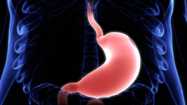 Пищеварительная Система Человека Анатомия Желудка — стоковое фото