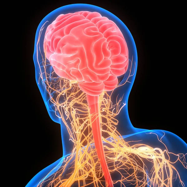 Anatomia Mózgu Człowieka — Zdjęcie stockowe