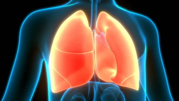 Human Respiratory System Lungs Alveoli Anatomy — стокове фото