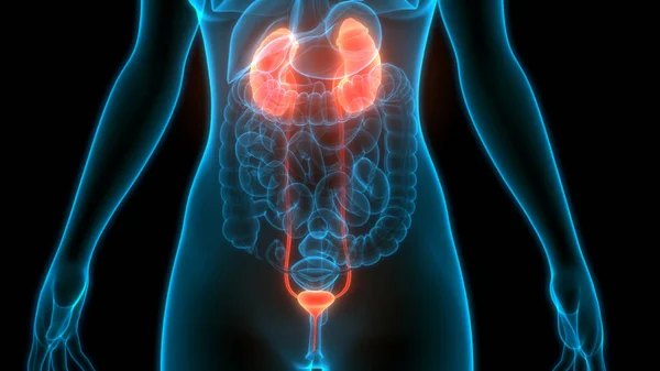 Anatomia Bexiga Sistema Urinário Humano — Fotografia de Stock