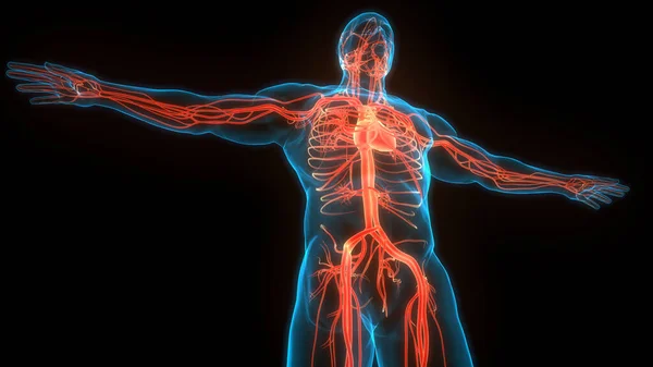 Anatomie Srdce Lidského Oběhového Systému — Stock fotografie