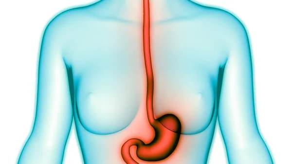 Sistema Digestivo Humano Anatomia Estômago — Fotografia de Stock