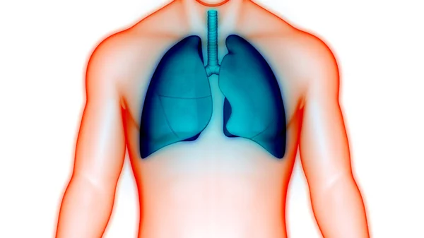 Sistem Pernapasan Manusia Paru Paru Dengan Anatomi Alveoli — Stok Foto