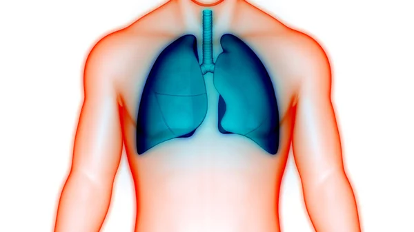 Sistema Respiratório Humano Pulmões Com Anatomia Alveoli — Fotografia de Stock