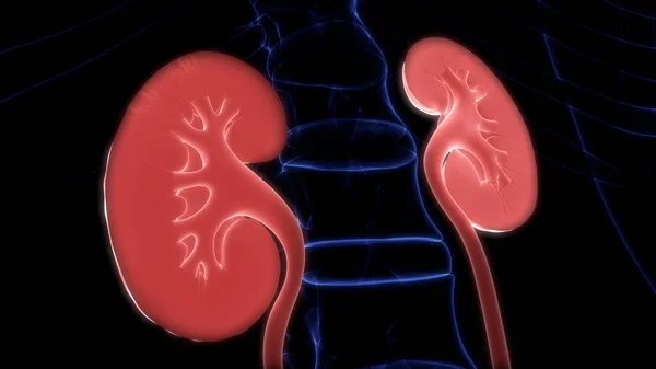 Female Reproductive System with Nervous System and Urinary Bladder Anatomy. 3D — Stock Image Female Reproductive System Nervous System Urinary Bladder Anatomy Stock Photo