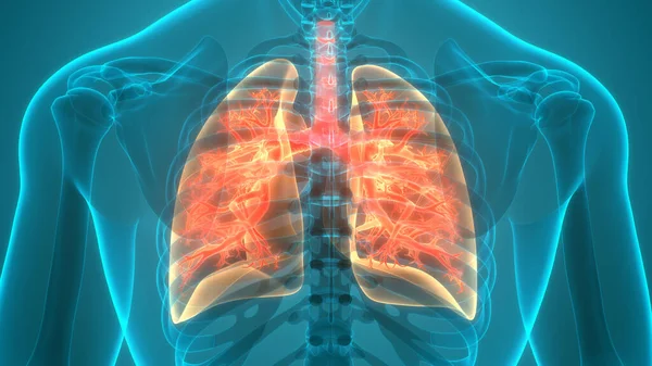 Organe Des Menschlichen Körpers Lungen Stockfoto