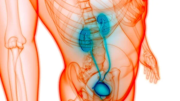 Female Reproductive System with Nervous System and Urinary Bladder Anatomy. 3D — Stock Image Female Reproductive System Nervous System Urinary Bladder Anatomy Stock Photo