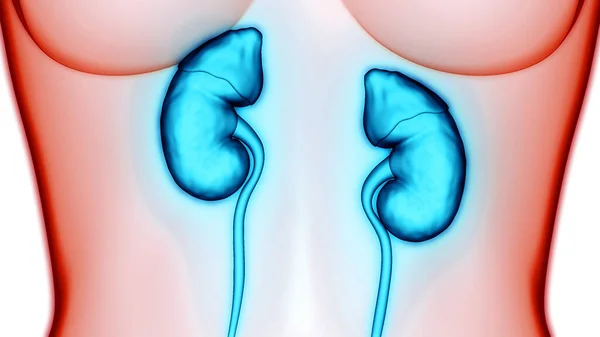 Female Reproductive System with Nervous System and Urinary Bladder Anatomy. 3D — Stock Image Female Reproductive System Nervous System Urinary Bladder Anatomy Stock Photo