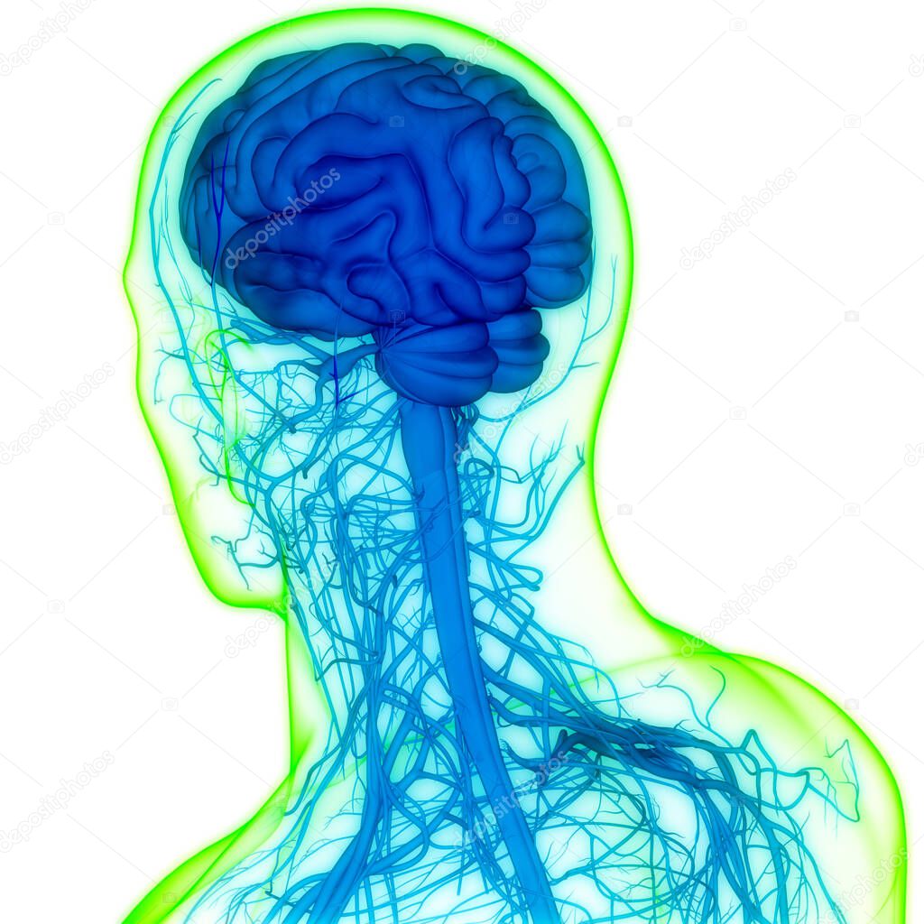 Central Organ of Human Nervous System brain Anatomy. 3D