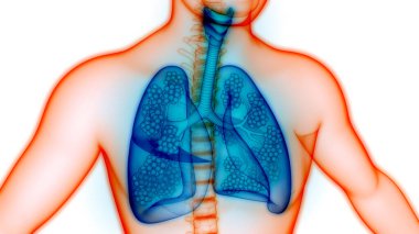 Human Respiratory System Lungs with Alveoli Anatomy. 3D clipart