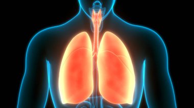Alveoli Anatomisi ile İnsan Solunum Sistemi Ciğerleri. Üç Boyut