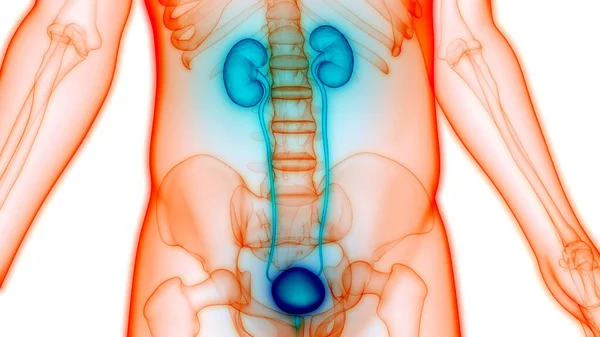 女性生殖系统与神经系统和泌尿系统膀胱解剖 — 图库照片