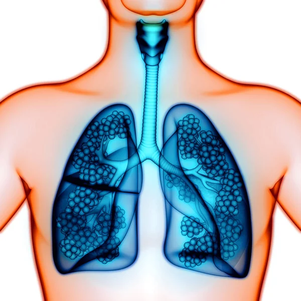 Sistema Respiratorio Umano Polmoni Con Anatomia Alveoli — Foto Stock