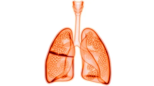 Menselijke Ademhalingsstelsel Longen Met Alveoli Anatomie — Stockfoto