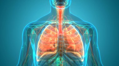 İnsan Solunum Sistemi Akciğerleri Anatomisi. Üç Boyut