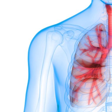 İnsan Solunum Sistemi Akciğerleri Anatomisi. Üç Boyut