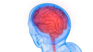 İnsan Sinir Sistemi Beyin Anatomisi Merkezi Organı. Üç Boyut