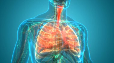 İnsan Solunum Sistemi Akciğerleri Anatomisi. Üç Boyut