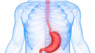 Human Digestive System (Stomach Anatomy). 3D clipart