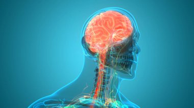 İnsan Sinir Sistemi Beyin Anatomisi Merkezi Organı. Üç Boyut