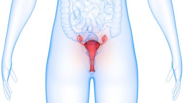 Female Reproductive System with Nervous System and Urinary Bladder Anatomy. 3D clipart