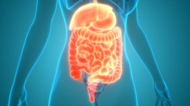İnce bağırsak anatomisi olan insan sindirim sistemi midesi. Üç Boyut