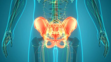 İnsan iskelet sistemi kalça anatomisi. 3D - Görüntü
