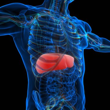 İnsan vücudu karaciğer anatomisi. Üç Boyut